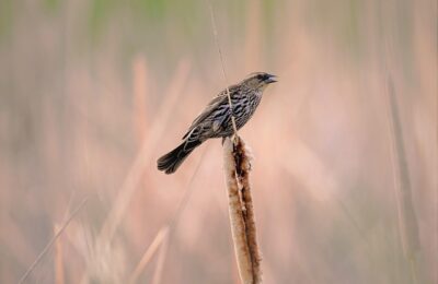 棕竹和棕树的区别，棕榈科植物的多样性和经济价值还有哪些值得探讨的方面？缩略图