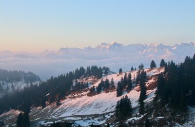 散尾葵和棕竹的区别，散尾葵和棕竹哪个更适合家庭养护？缩略图