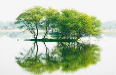 波斯菊和万寿菊的区别，波斯菊和万寿菊在园艺应用上有什么不同？缩略图