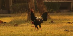 竹叶花椒的养殖方法，竹叶花椒高产栽培的关键技术是什么？缩略图