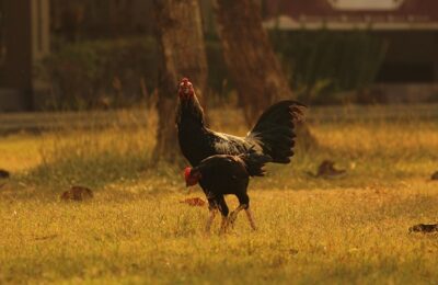 竹叶花椒的养殖方法，竹叶花椒高产栽培的关键技术是什么？缩略图