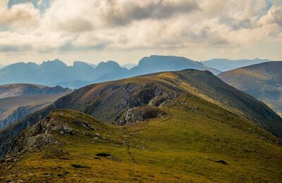 月季花和蔷薇花的区别，月季花品种繁多，如何进一步分类和鉴赏？缩略图