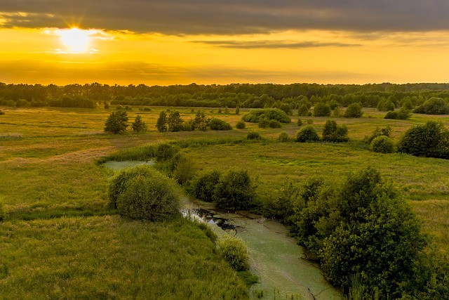 茼蒿花和格桑花的区别,格桑花究竟是什么花?进一步探讨格桑花的定义和文化内涵插图 茼蒿花和格桑花的区别,格桑花究竟是什么花?进一步探讨格桑花的定义和文化内涵插图