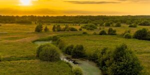 茼蒿花和格桑花的区别，格桑花究竟是什么花？进一步探讨格桑花的定义和文化内涵缩略图