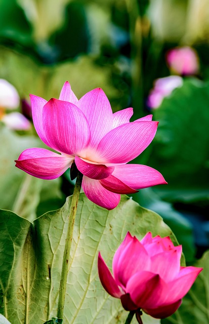 怎么分辨玉吊钟,如何区分玉吊钟与其他相似多肉?插图 怎么分辨玉吊钟,如何区分玉吊钟与其他相似多肉?插图