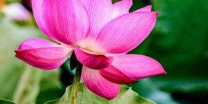 怎么分辨玉吊钟，如何区分玉吊钟与其他相似多肉？缩略图