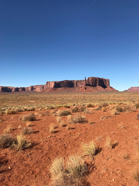 房前屋后全是多肉，多得只能喂牛！，房前屋后全是多肉，多得只能喂牛！——更深层次的探讨插图