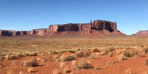 房前屋后全是多肉，多得只能喂牛！，房前屋后全是多肉，多得只能喂牛！——更深层次的探讨缩略图