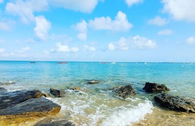 蔓绿绒和春羽的区别，如何更准确地分辨蔓绿绒和春羽？缩略图