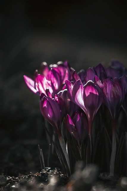 波斯菊和瓜叶菊的区别，波斯菊和瓜叶菊在园艺应用中有什么不同？插图