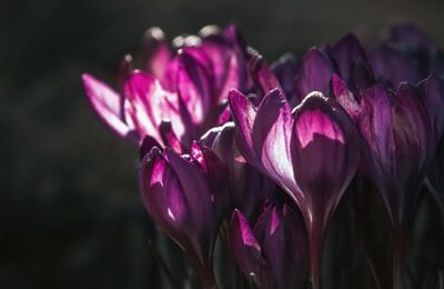 波斯菊和瓜叶菊的区别，波斯菊和瓜叶菊在园艺应用中有什么不同？缩略图