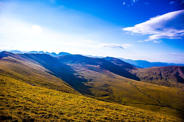 补血草和勿忘我的区别，补血草和勿忘我在园艺应用上的区别和未来发展趋势？插图