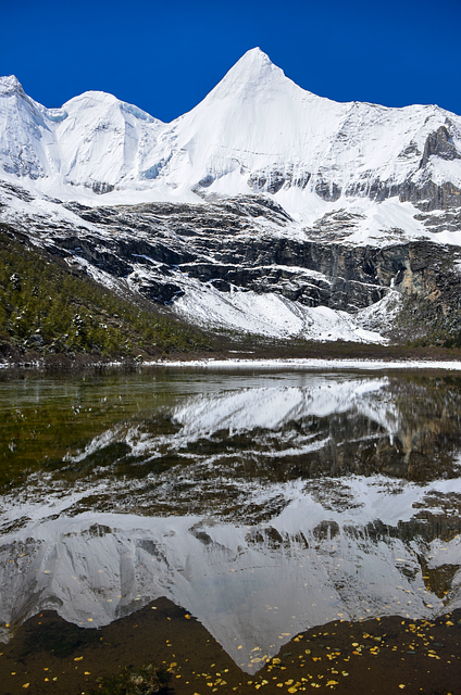 败酱草和蒲公英的区别，败酱草和蒲公英在实际应用中如何区分和使用？插图