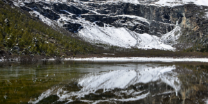 败酱草和蒲公英的区别，败酱草和蒲公英在实际应用中如何区分和使用？缩略图