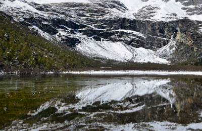 败酱草和蒲公英的区别，败酱草和蒲公英在实际应用中如何区分和使用？缩略图