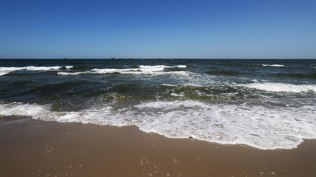 咸丰草和鬼针草的区别,咸丰草和鬼针草在生态和应用方面还有什么值得探讨的吗?插图 咸丰草和鬼针草的区别,咸丰草和鬼针草在生态和应用方面还有什么值得探讨的吗?插图