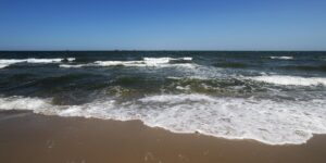 咸丰草和鬼针草的区别，咸丰草和鬼针草在生态和应用方面还有什么值得探讨的吗？缩略图