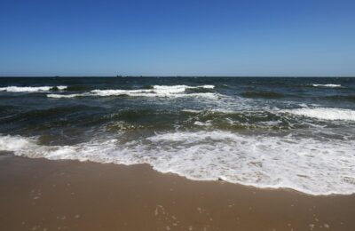 咸丰草和鬼针草的区别，咸丰草和鬼针草在生态和应用方面还有什么值得探讨的吗？缩略图