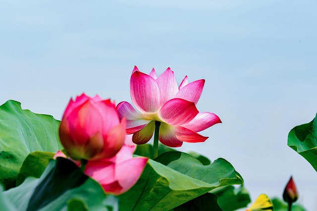 金银花与金莲花的区别,金银花和金莲花在实际应用中有哪些需要注意的地方?插图 金银花与金莲花的区别,金银花和金莲花在实际应用中有哪些需要注意的地方?插图