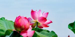 金银花与金莲花的区别，金银花和金莲花在实际应用中有哪些需要注意的地方？缩略图