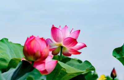 金银花与金莲花的区别，金银花和金莲花在实际应用中有哪些需要注意的地方？缩略图