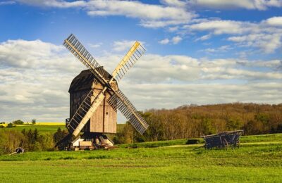紫花地丁与黄花地丁的区别，紫花地丁与黄花地丁在药用价值上有哪些更细致的区别？缩略图