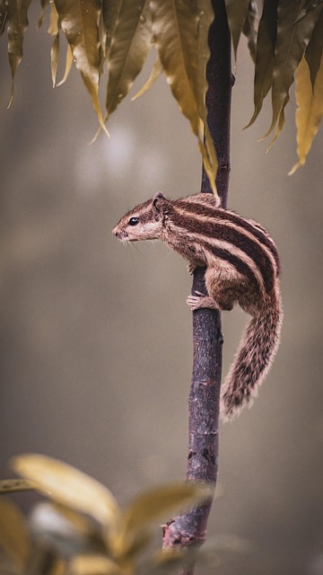 地丁草与紫花地丁的区别，地丁草的药用价值还有哪些未解之谜？插图