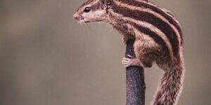 地丁草与紫花地丁的区别，地丁草的药用价值还有哪些未解之谜？缩略图