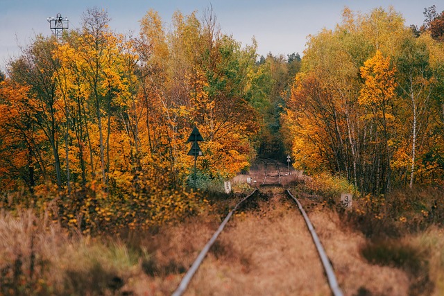 蜀葵与锦葵的区别，蜀葵和锦葵在园艺应用上有什么不同？插图