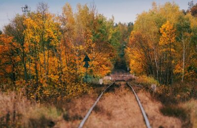 蜀葵与锦葵的区别，蜀葵和锦葵在园艺应用上有什么不同？缩略图