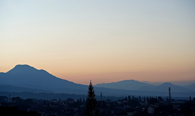 蜀葵和木槿的区别，蜀葵和木槿在园林应用中有哪些区别？插图