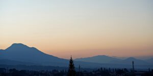 蜀葵和木槿的区别，蜀葵和木槿在园林应用中有哪些区别？缩略图