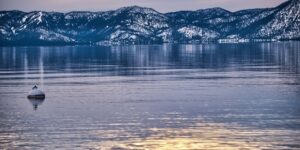 蜀葵和芙蓉葵的区别，蜀葵和芙蓉葵在园林应用中有什么区别？缩略图