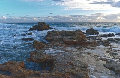 黄蜀葵与蜀葵的区别，黄蜀葵和蜀葵在种植上有什么区别？缩略图
