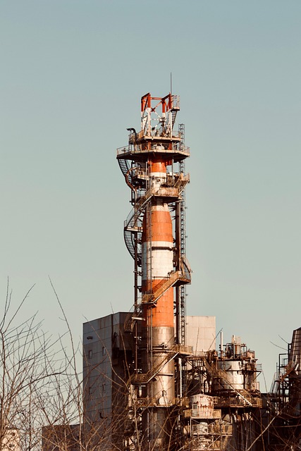 幸福树与富贵树的区别，幸福树和富贵树哪个更适合家居环境？插图