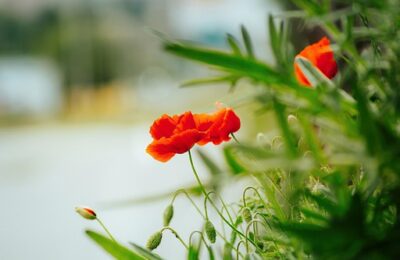 富贵树与菜豆树的区别，富贵树和菜豆树在风水寓意上有什么不同？缩略图