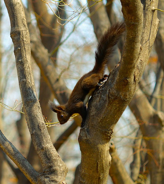 垂盆草和马齿笕有什么区别，垂盆草和马齿苋在园林应用和药理研究上有哪些新的进展？插图