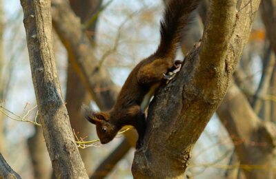 垂盆草和马齿笕有什么区别，垂盆草和马齿苋在园林应用和药理研究上有哪些新的进展？缩略图