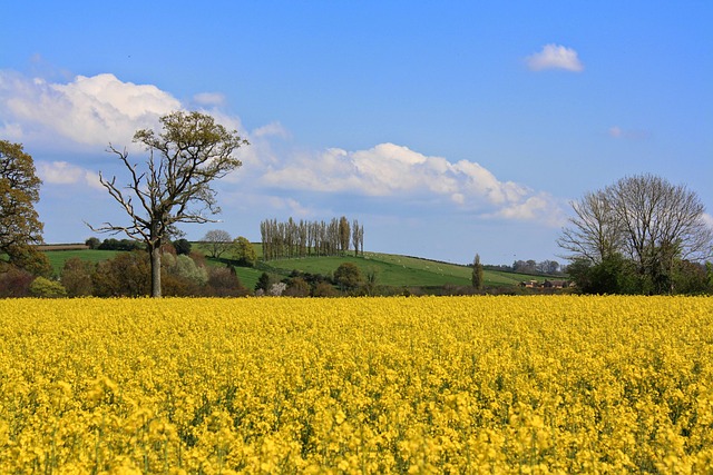 情人草和薰衣草的区别,情人草和薰衣草在文化象征意义上有什么区别?插图 情人草和薰衣草的区别,情人草和薰衣草在文化象征意义上有什么区别?插图