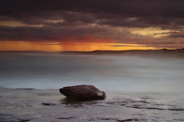 红叶李花与樱花的区别,红叶李和樱花在园林应用中有什么区别?插图 红叶李花与樱花的区别,红叶李和樱花在园林应用中有什么区别?插图