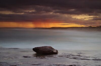 红叶李花与樱花的区别，红叶李和樱花在园林应用中有什么区别？缩略图