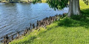 飘香藤和蒜香藤的区别，飘香藤和蒜香藤在园林应用中有哪些区别和优势？缩略图