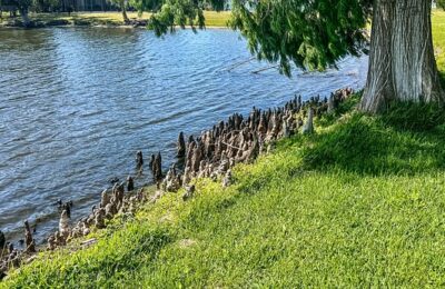 飘香藤和蒜香藤的区别，飘香藤和蒜香藤在园林应用中有哪些区别和优势？缩略图