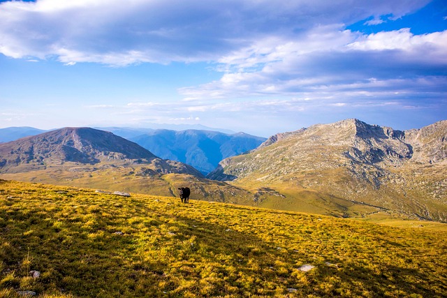 木瓜树和木瓜海棠的区别，木瓜海棠的药用价值和文化意义是什么？插图