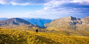 木瓜树和木瓜海棠的区别，木瓜海棠的药用价值和文化意义是什么？缩略图