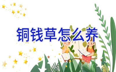 铜钱草怎么养插图 铜钱草怎么养插图