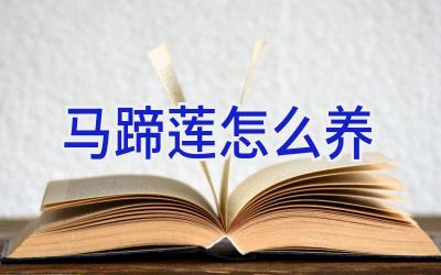 马蹄莲怎么养插图 马蹄莲怎么养插图