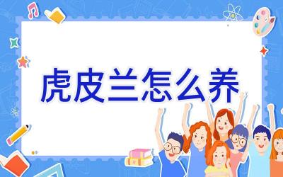 虎皮兰怎么养插图