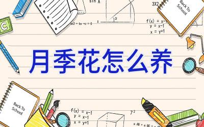 月季花怎么养插图