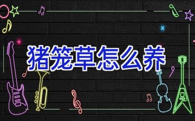 猪笼草怎么养插图 猪笼草怎么养插图